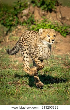 Cheetah Cub Running Over Grass In Sunshine