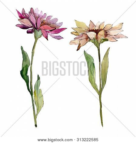 Aster Floral Botanical Flowers. Watercolor Background Illustration Set. Isolated Asters Illustration