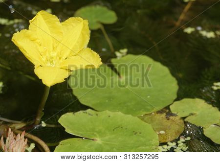 Fringed Water-lily - Nymphoides Peltata
Common Garden Pond Plant, Flower And Leaves