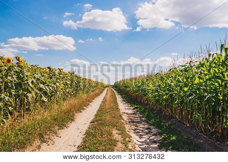 Field Of Flowerings Sunflowers On A Beautiful Cloude Day