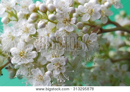 Bright White Flowers (sorbaria Sorbifolia) On A Green Background, Beautiful Thin Stamens. Place For 