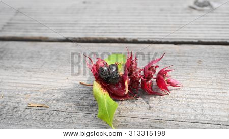 Himalayan Honeysuckle  Purple-black Berries With Green Leaves Isolated On Wood Background Close Up. 