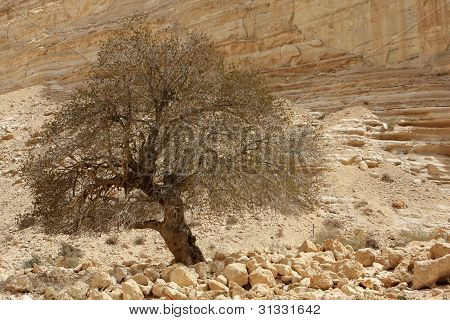 Ein Avdat Canyon, Izrael