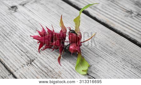 Himalayan Honeysuckle  Purple-black Berries With Green Leaves Isolated On Wood Background Close Up. 