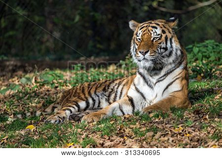 The Siberian Tiger,panthera Tigris Altaica Is The Biggest Cat In The World