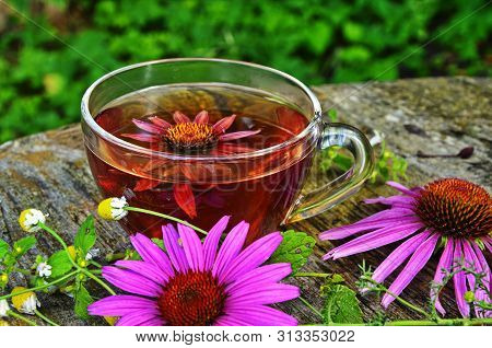 Tea With Echinacea Useful To Health.