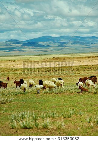 Mongolian Pastures In The Area Zavkhan Rive