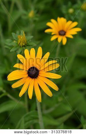 Deams Coneflowers - Latin Name - Rudbeckia Fulgida Var. Deamii (syn. Rudbeckia Deamii)