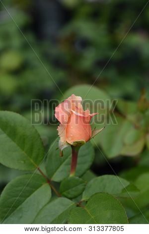 Rose Laetitia Casta Flower Bud - Latin Name - Rosa Laetitia Casta