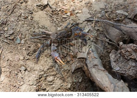 River Crab Potamonautes Sp. On Dry Land. Freshwater Crab Or Land Crab. Rhodes Greece Europe