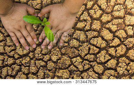 Planting Trees, Loving The Environment And Protecting Nature Nourishing The Plants World Environment