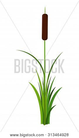 Single Reed Stem With Leaves Plant Vector Isolated On White Background