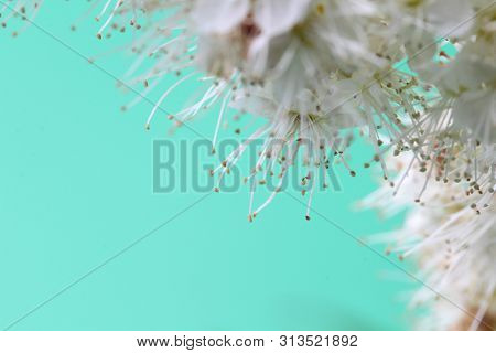 Bright White Flowers (sorbaria Sorbifolia) On A Green  Background, Beautiful Thin Stamens. Place For