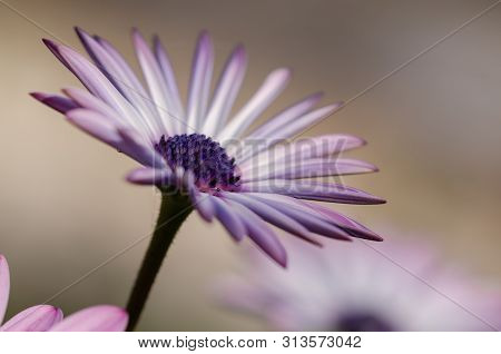 Purple Osteospermum Ecklonis Flowers Macro In The Park.