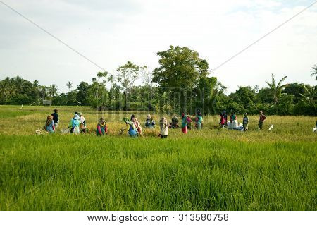 Harvest Wheat