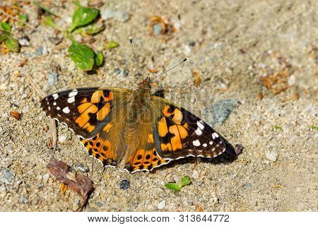 The Vanessa Cardui Butterfly Sits On The Sand And Spreads Its Wings.