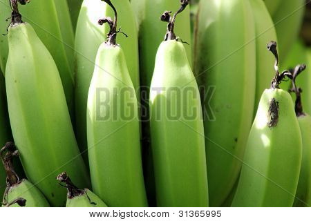plantian Closeup