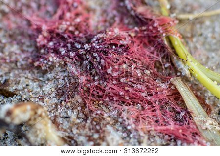 Macro Of Sea Pollution On A Sandy Beach With A Trash Of A Fishing Net