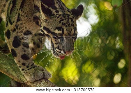 Male Adult Clouded Leopard Neofelis Nebulosa Is Listed As Vulnerable