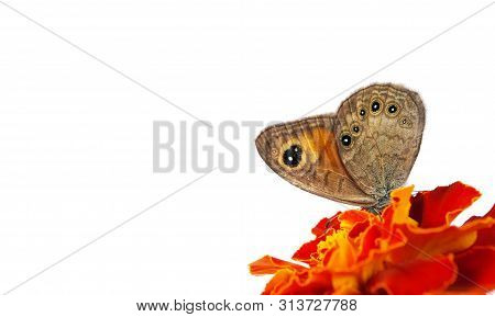Beautiful Butterfly Sitting On A Flower Isolated On White. Copy Spaces