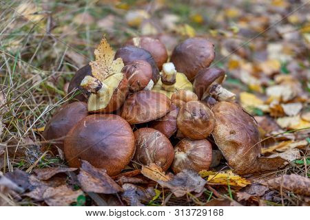 Butter Mushrooms Gathered By Mushroomers Lying On Ground In Autumn Forest Among Leaves And Grass. Su
