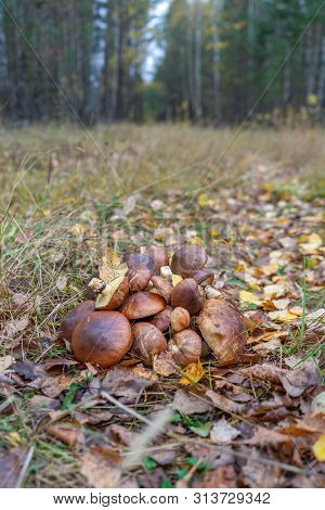 Butter Mushrooms Gathered By Mushroomers Lying On Ground In Autumn Forest Among Leaves And Grass. Su