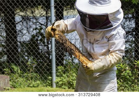 The Beekeeper Checks Honeycomb , Working With Bees And Collects Honey In Garden