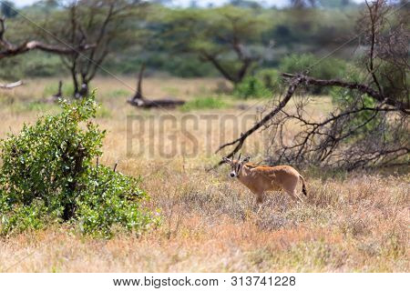 The Oryx Family Stands In The Pasture Surrounded By Green Grass And Shrubs