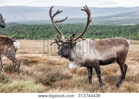 Reindeer