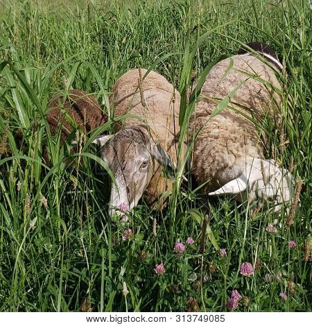 Closeup Of White Katahdin Hair Sheep Grazing In Tall Grass