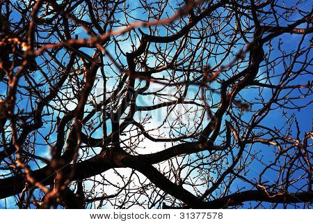 Himmel und Baum
