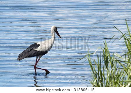 White Stork