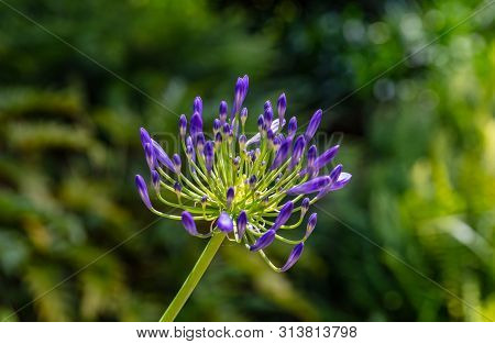 Ithuriel's Spear, Triteleia Laxa Field In Bloom Closeup View Blur Background