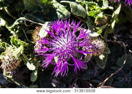 Pink Centaura Chrysanthemum Boiss In Bolonia Spain