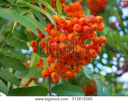 Orange And Red Rowan Berries On A Branch On The Green Leaves Background. Sorbus Aucuparia, Also Know