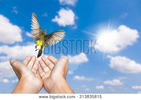 Woman Praying And Free Bird Enjoying Nature On Blue Sky And White Cloudsbackground, Hope Concept