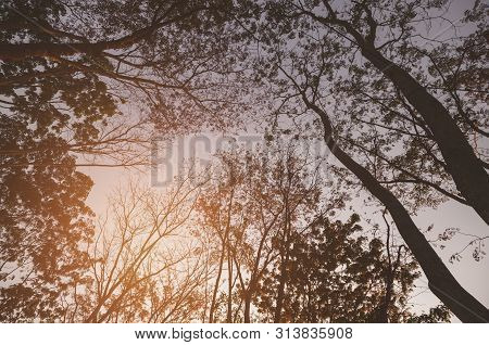 Trees Silhouettes Trunk And Branch With Leavesless At Sunset Golden Hour Twilight With Sunset.