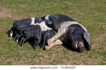 Saddleback pig with piglets feeding