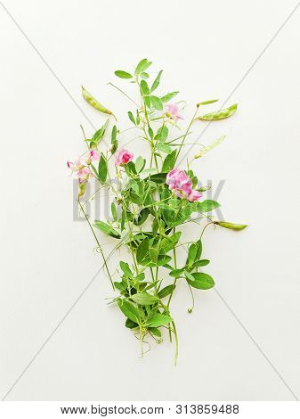 Vicia Sepium On White
