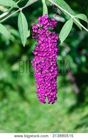 Closeup Of Buddleia Or Buddleja, Buddleia Davidii In Bloom. Plant Is Commonly Known As The Butterfly