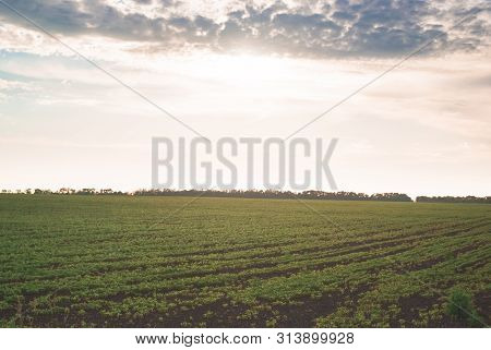Shoots Of Fild With Green Beans Sprouts In Sunset. Nice Landscape