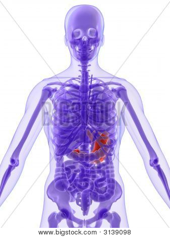 3D anatomie - žaludek