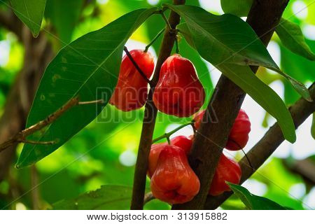 Java Apple On Tree, Close Up Of Tropical Fruit