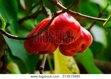 Java Apple On Tree, Close Up Of Tropical Fruit