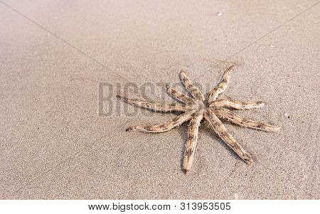 Luidia Maculata Starfish Strand On The Beach, Luidia Is A Genus Of Starfish In The Family Luidiidae 