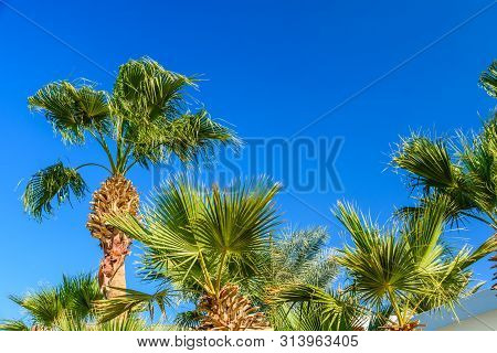 Green Sabal Palm Trees Against Blue Sky