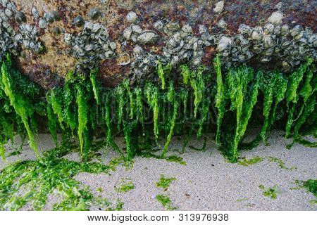 Small Seashells And Seaweed On The Big Stone On The Beach. Close View. Vietnam.