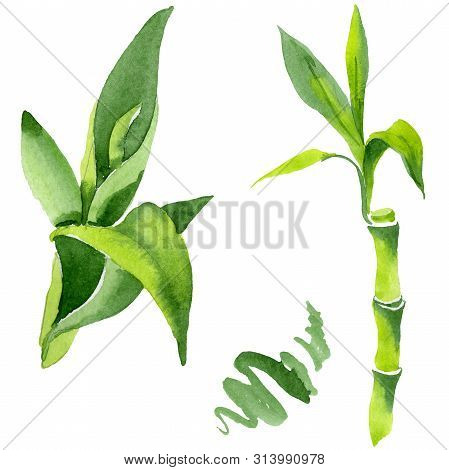Bamboo Green Leaves. Watercolor Background Illustration Set. Isolated Bamboo Illustration Element.