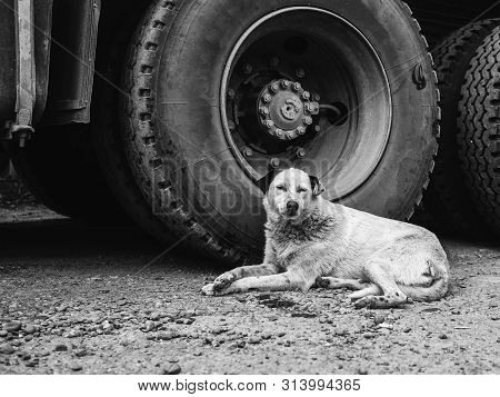 A Stray Dog Lies Near The Wheel. The Problem Of Homeless Animals In Cities. Animal Hunger