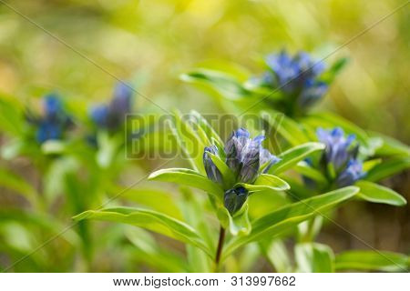 Willow Gentian (gentiana Asclepiadea) Is A Medium-tall, Blue-flowering Mountain Herb